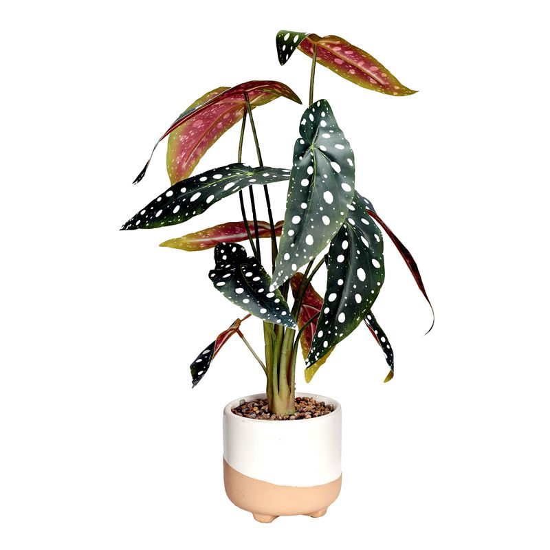 BEGONIA PLANT IN CERAMIC PLANTER