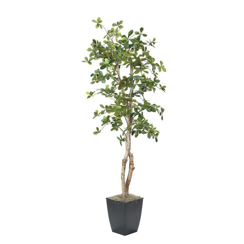 6′ BLACK OLIVE TREE IN BLACK CARDINAL PLANTER