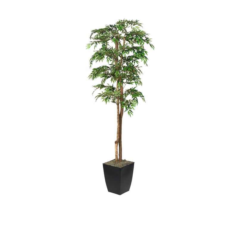 6′ RUSCUS TREE IN SMALL BLACK CARDINAL PLANTER