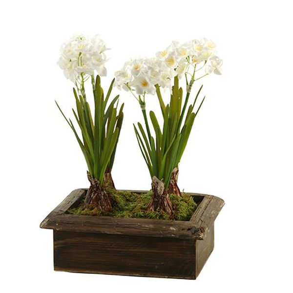 PAPERWHITES IN RECTANGULAR WOODEN PLANTER BOX