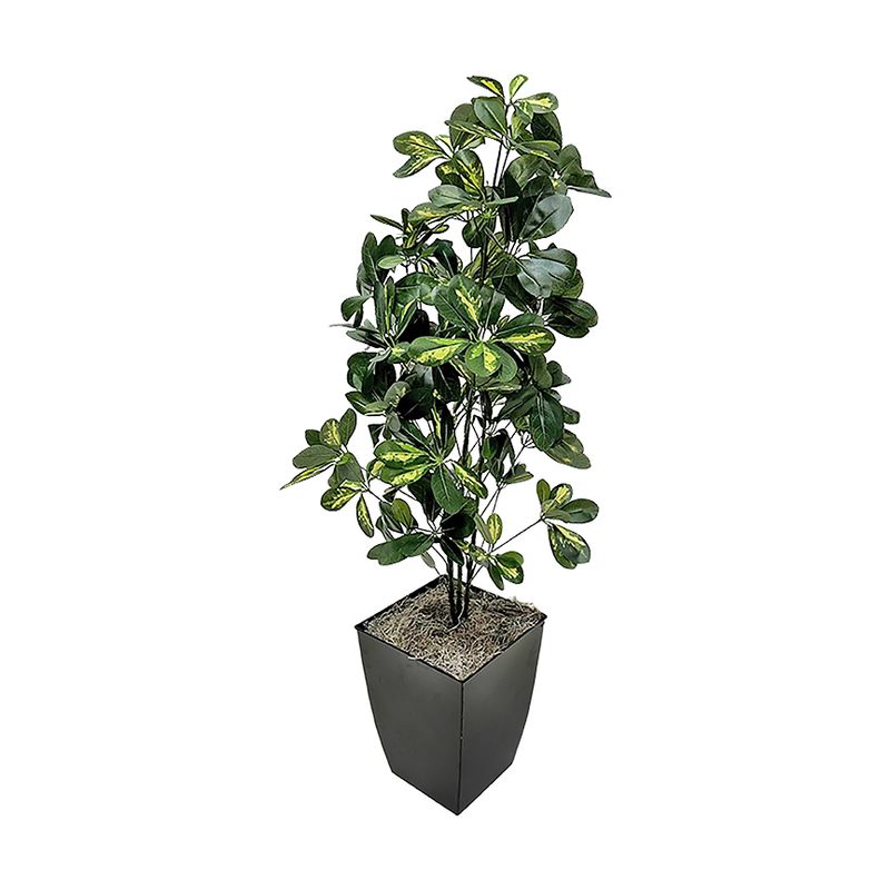 4ft Baby Schefflera in Cardinal Planter