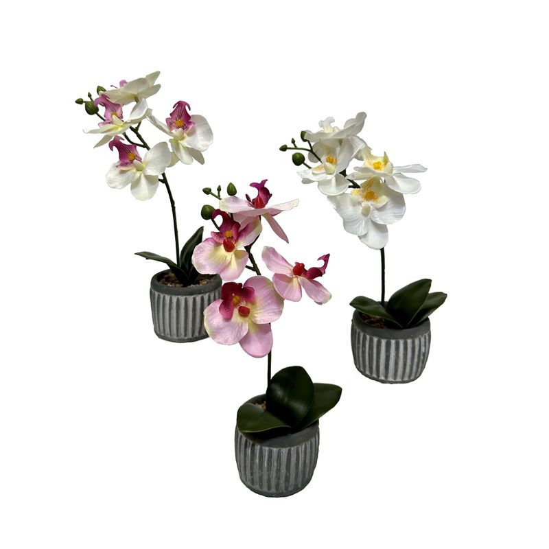 Orchids in Cement Planter - Assorted Colors