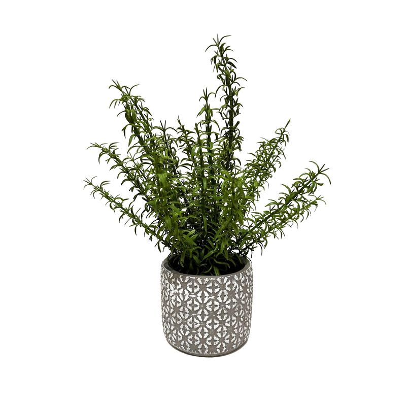 Mini Fern in Round Planter