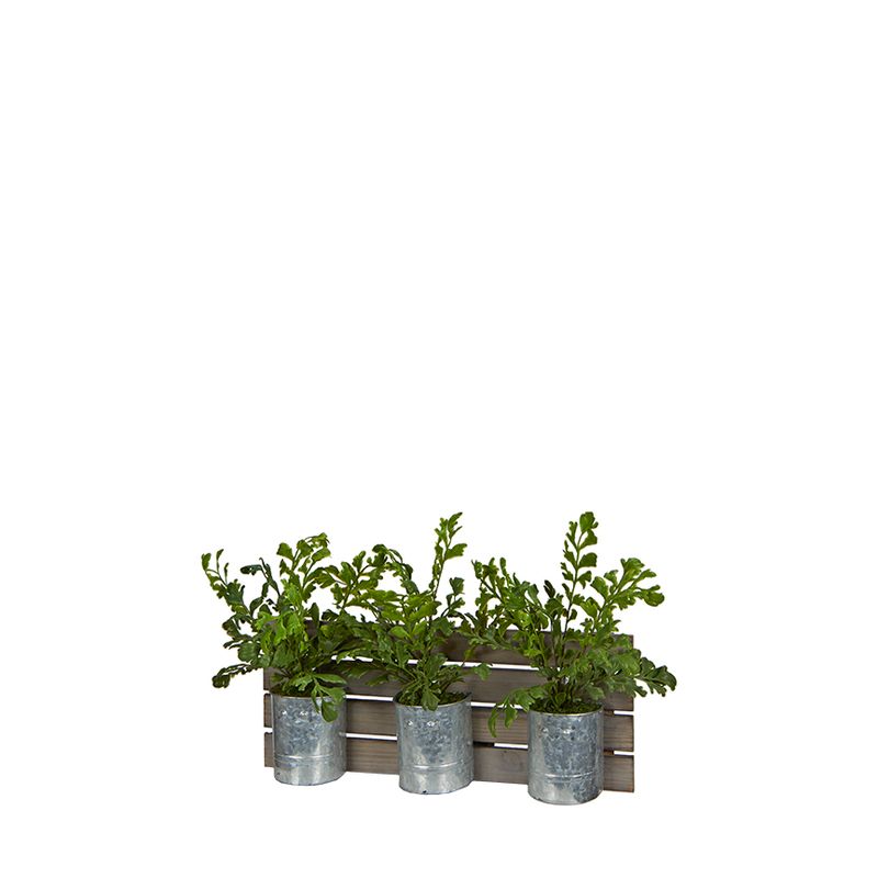 Hare’s Foot Fern in Metal Buckets on Wooden Slat Wall