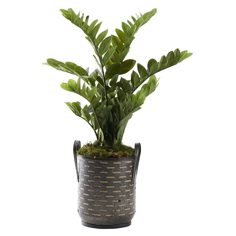 39″ Zamifolia Plant in Small Waverly Planter