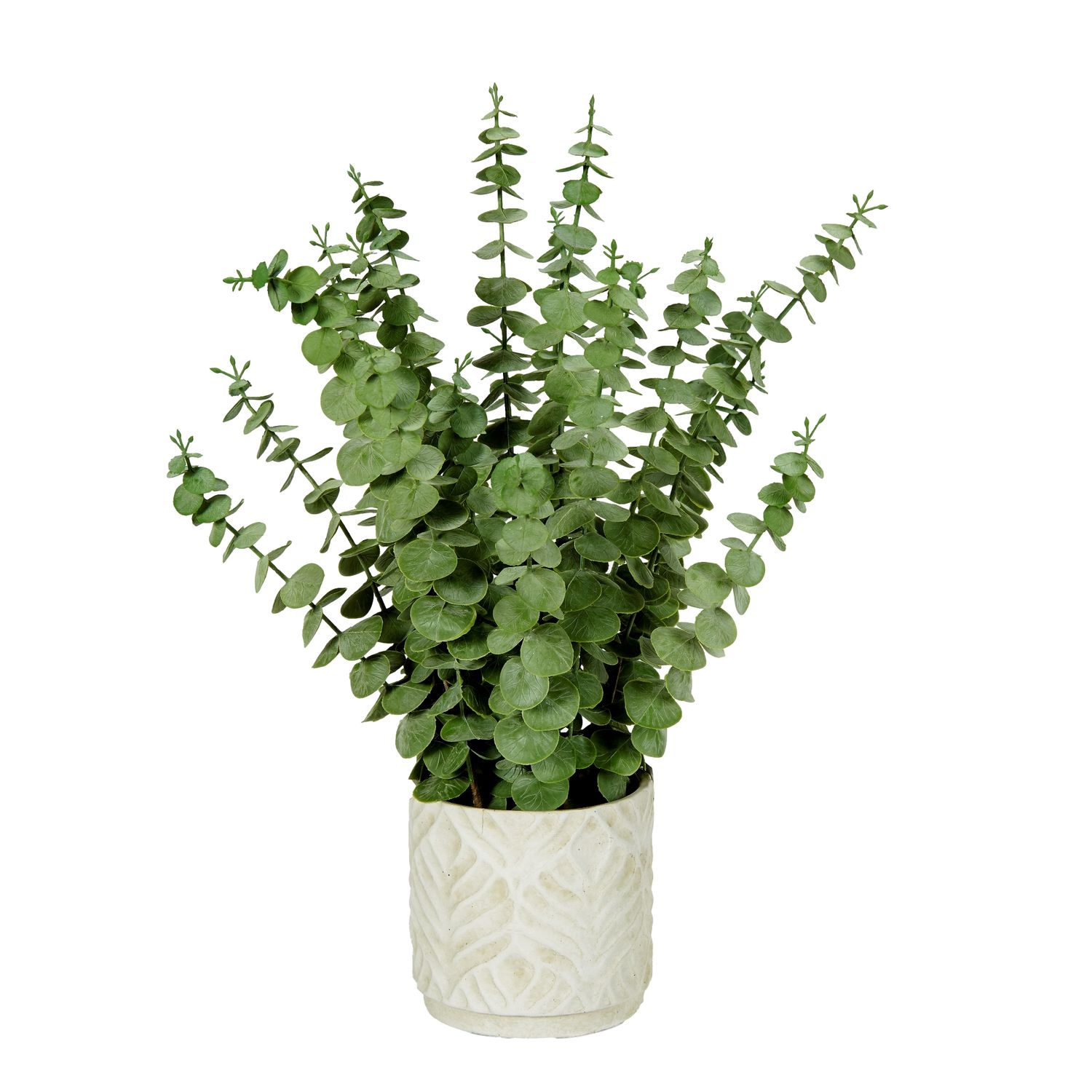 EUCALYPTUS IN WHITE CEMENT POT