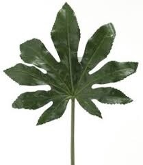 Aralia stem 70cm