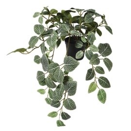 Fittonia Plant in a pot