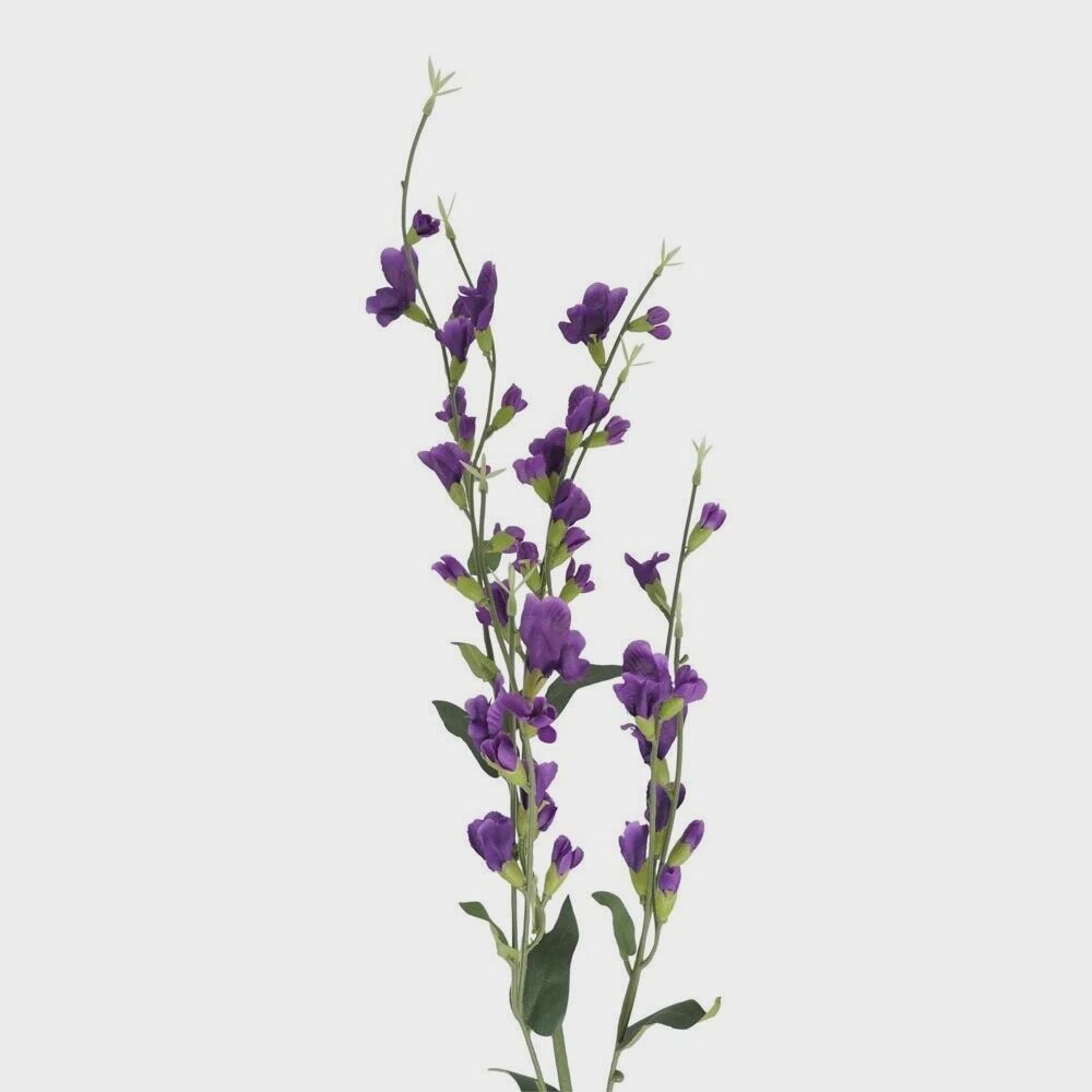 CV Purple Lathyrus