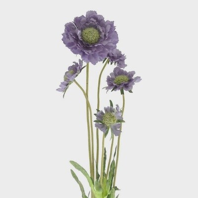 CV Blue Scabious