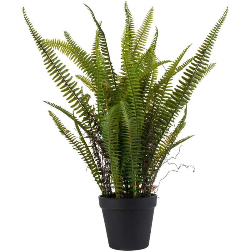 boston leaf in pot 53cm