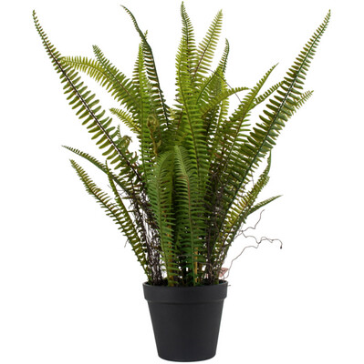 boston leaf in pot 53cm