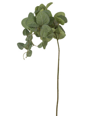 Large Leaf Eucalyptus Stem
