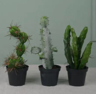 cactus mix 20x23cm