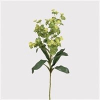 Euphorbia