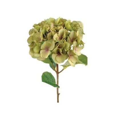 Hortensia