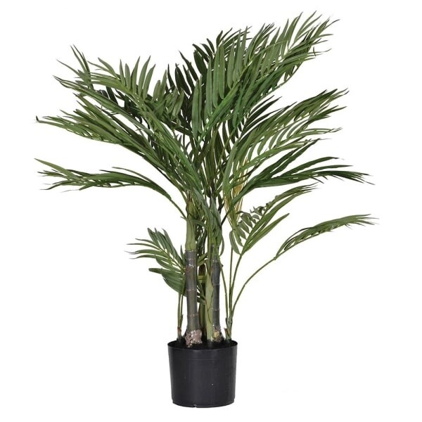 Green Areca Palm in a Pot