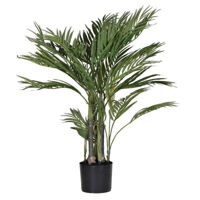 Green Areca Palm in a Pot