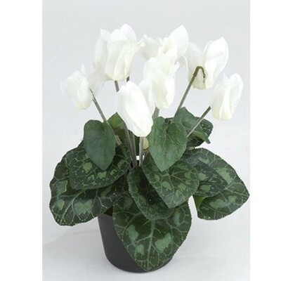 Cyclamen in Pot