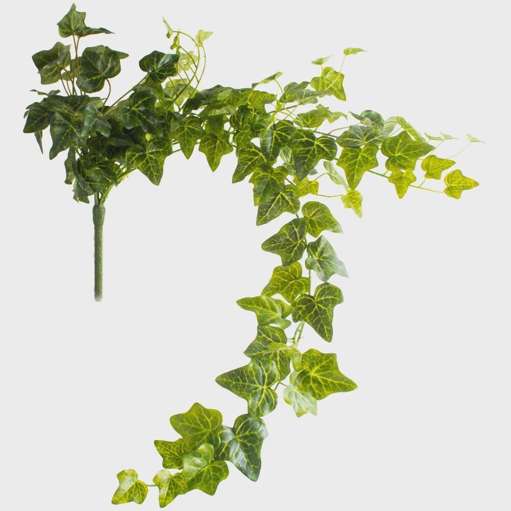 Ivy trailing bunch
