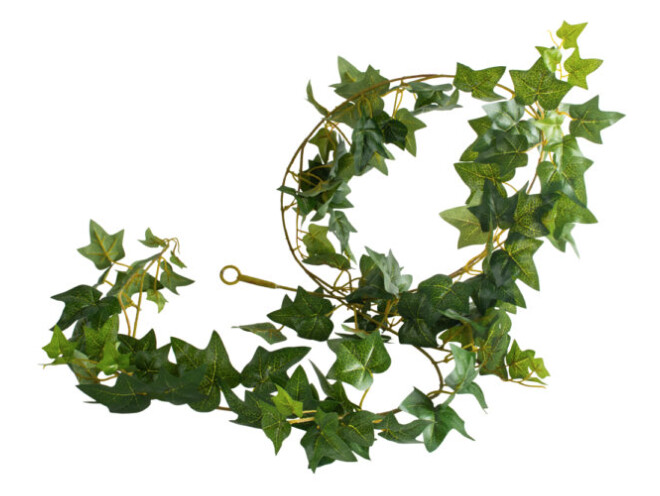 Ivy