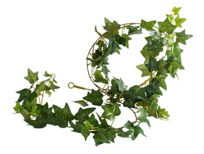 Ivy