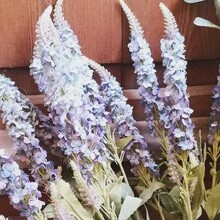 Veronica Spray Blue