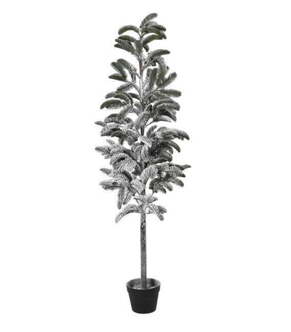 Large Snowy Pine Tree