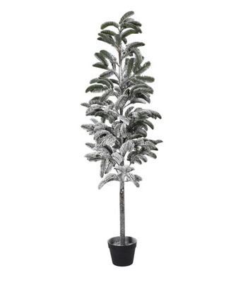 Large Snowy Pine Tree