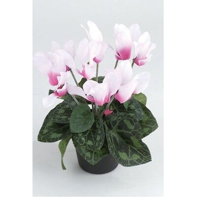 Cyclamen in Pot