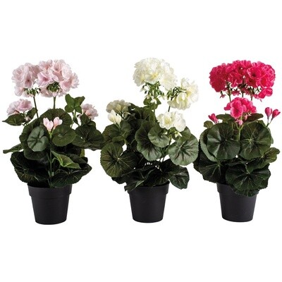 G I Geranium