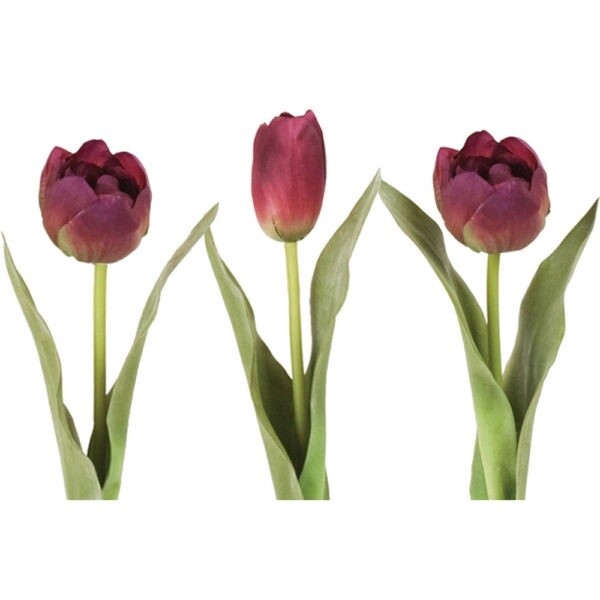 G I Tulip- Wine