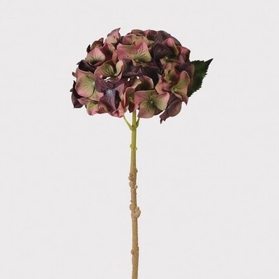 Fig/Olive Hydrangea Stem