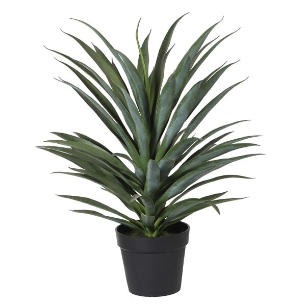 Yucca plant in pot