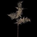 Gold Asparagus Spray