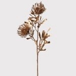 Gold Needle Protea Stem