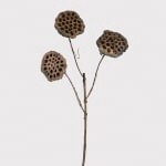 natural lotus stem