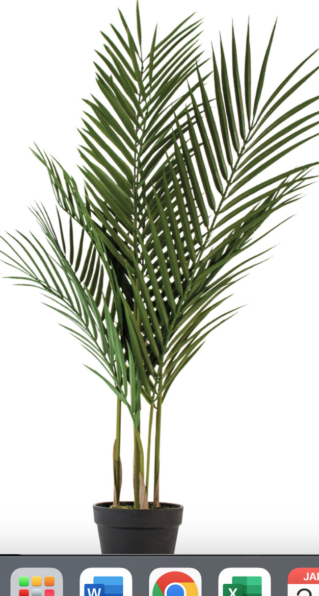 Parlour Palm in Pot