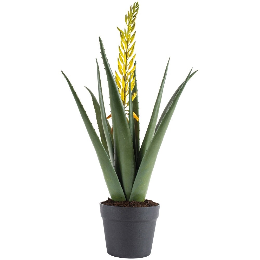 Large Aloe with Flower