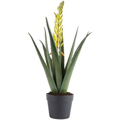 Large Aloe with Flower