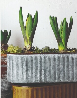Plants &amp; Planters &amp; Vases