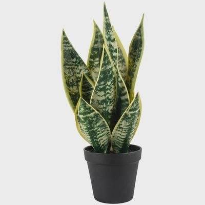 G I Snake Plant