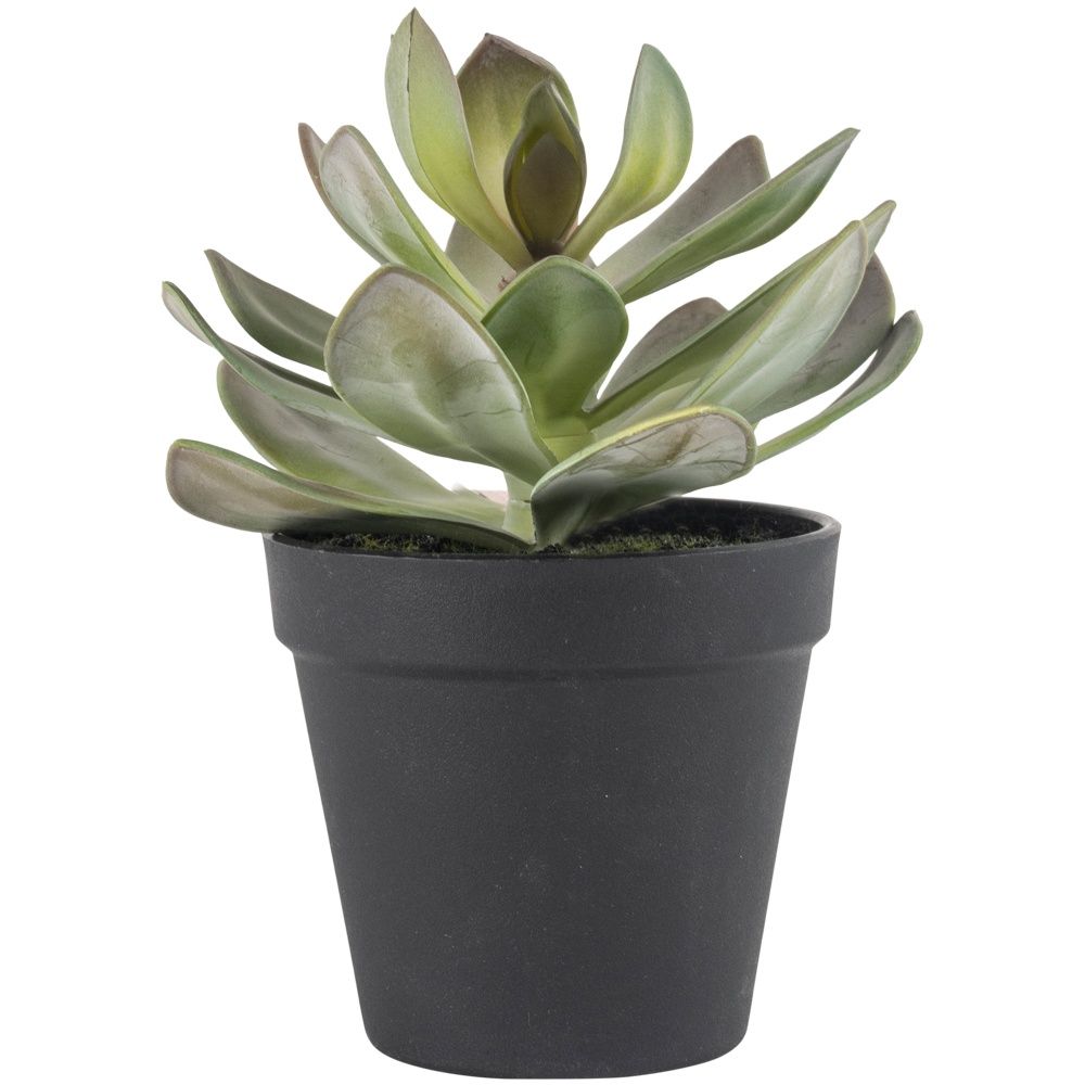 Succulent in Pot