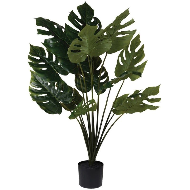 Green Monstera in Black Pot