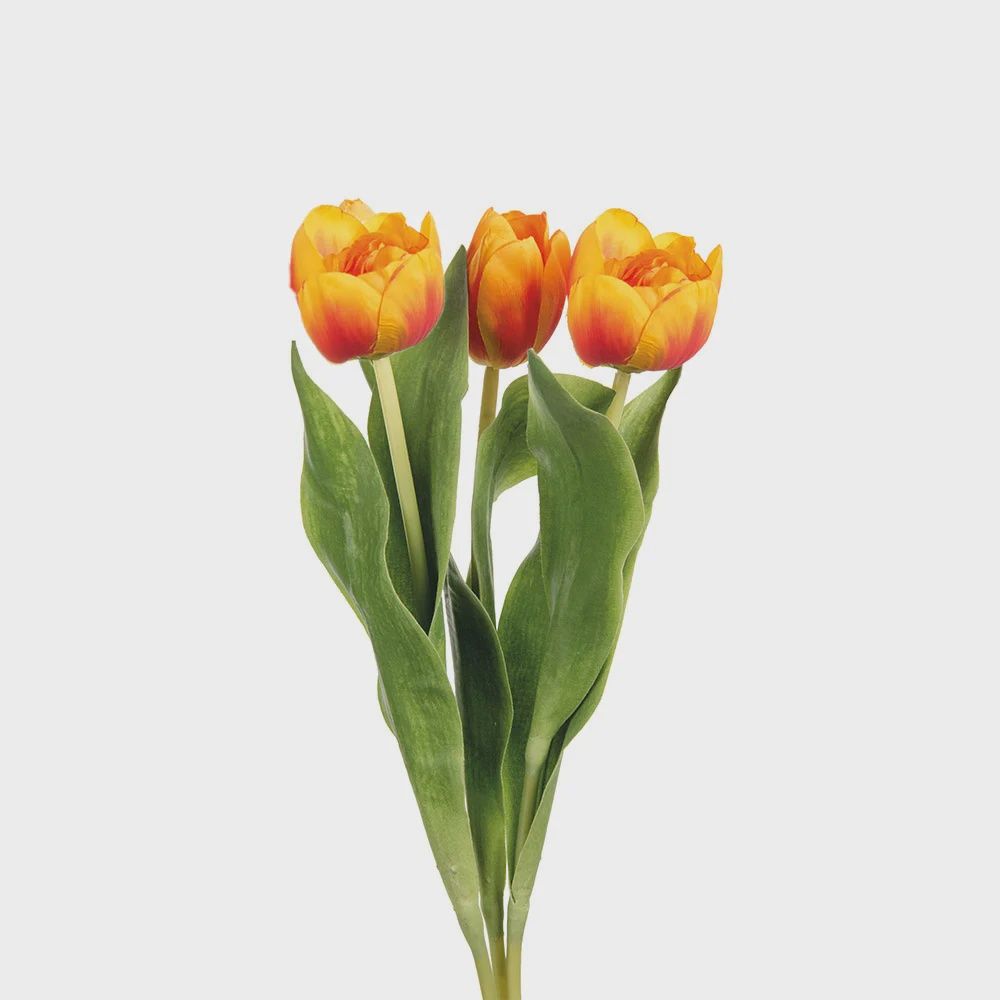 Orange Tulips