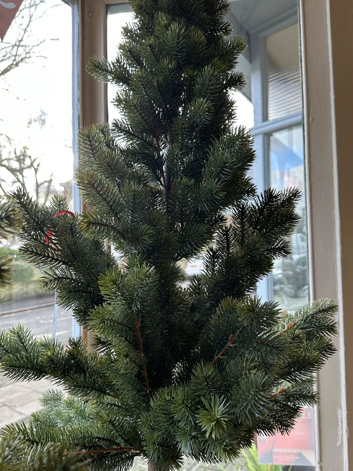 Slim Pine Tree