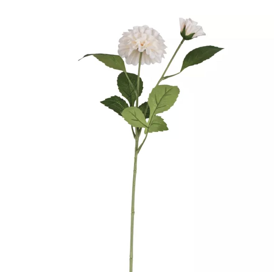 Dahlia Ivory