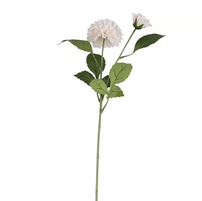 Dahlia Ivory