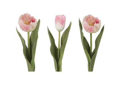Pink Tulips