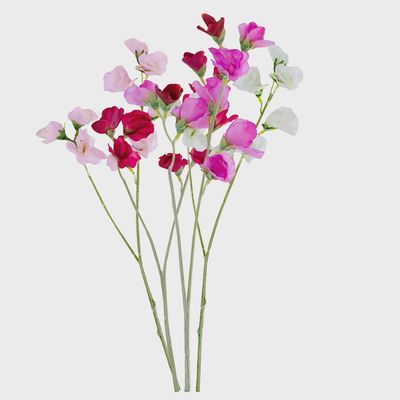 Sweet Pea Stem